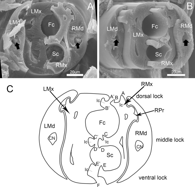 Fig 11