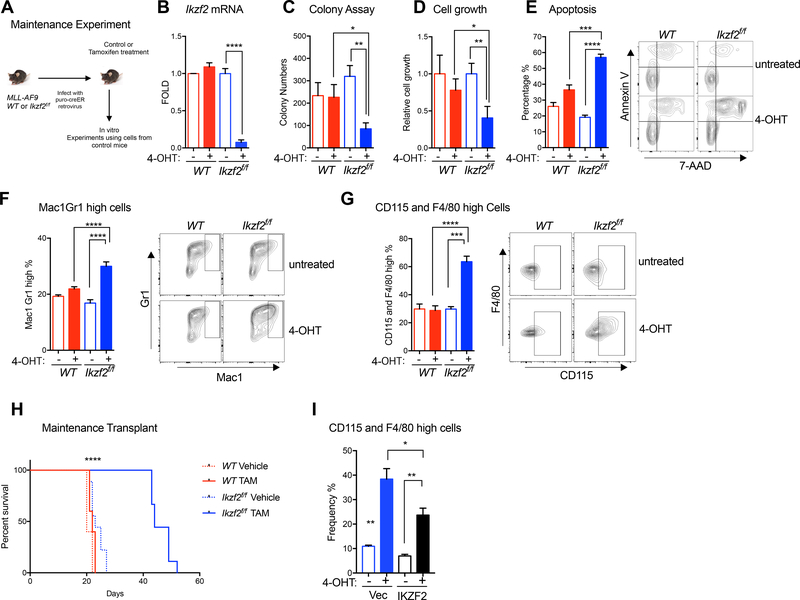 IKZF2 drives leukemia stem cell self-renewal and inhibits myeloid ...