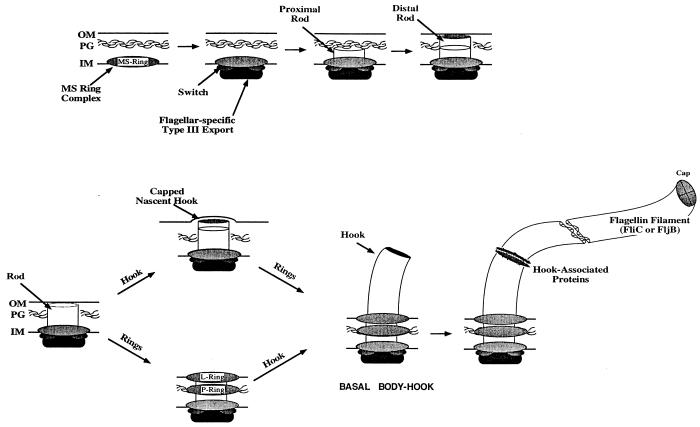 FIG. 1