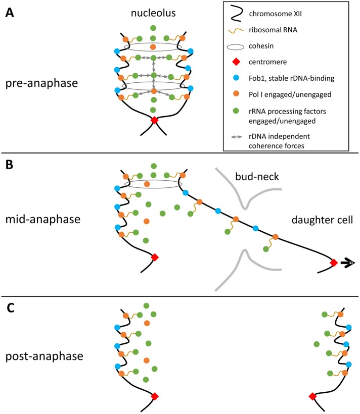 FIGURE 10: