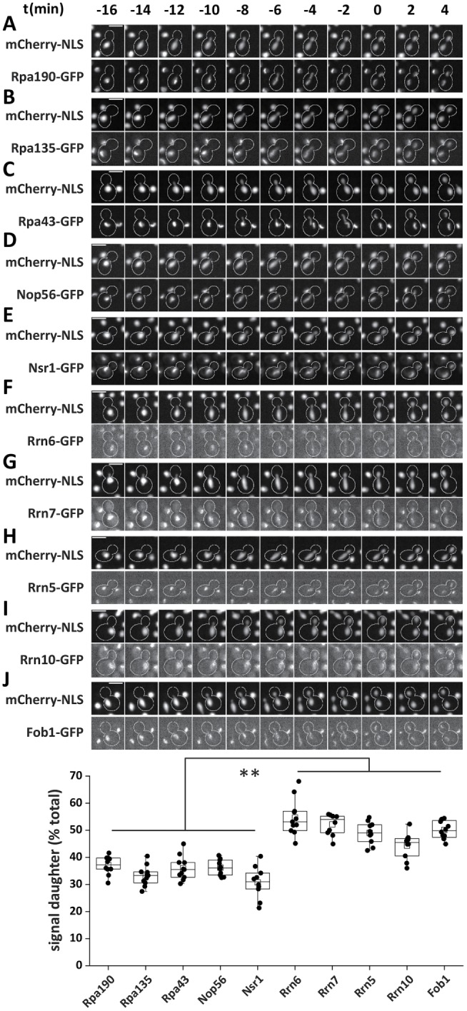 FIGURE 2: