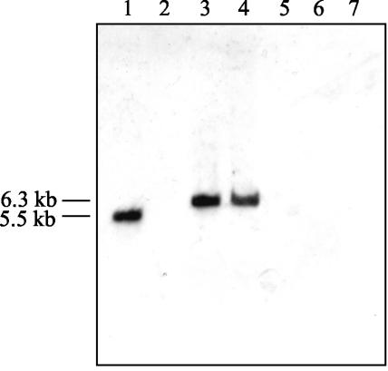 FIG. 5.