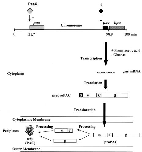 FIG. 1.