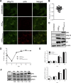 FIG 2
