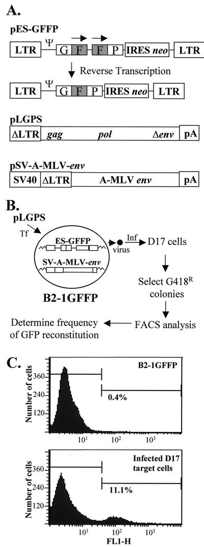 FIG. 1