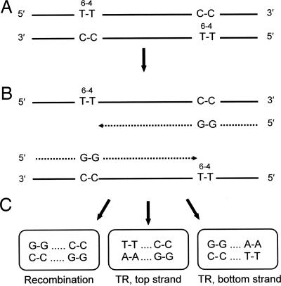 Fig. 1.