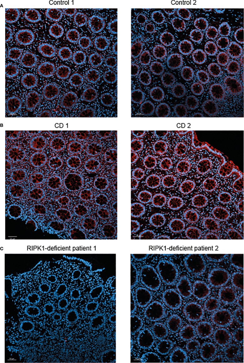 Figure 2