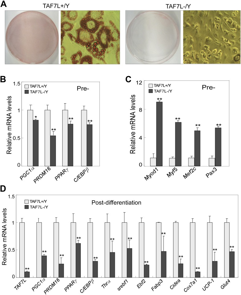 Figure 2—figure supplement 1.