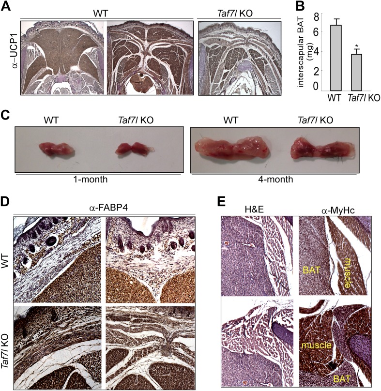 Figure 1—figure supplement 1.