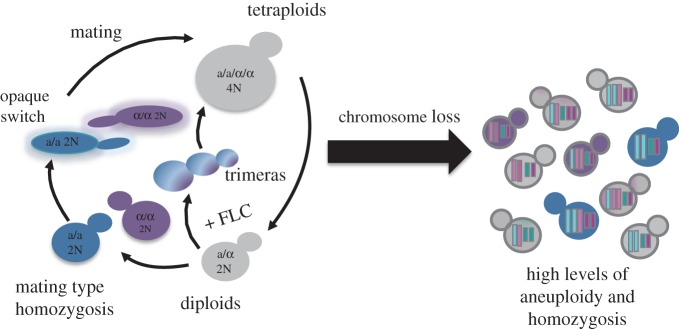 Figure 3.