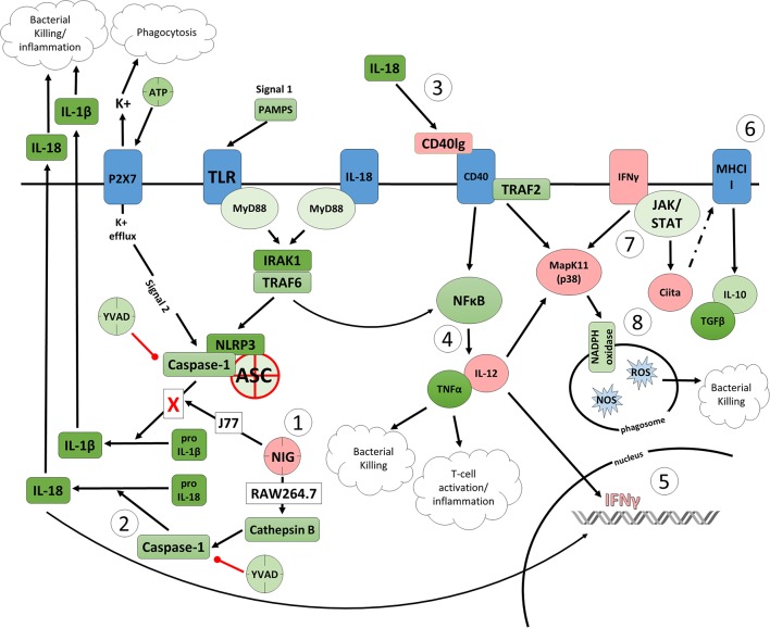 Figure 6