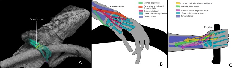 Figure 11