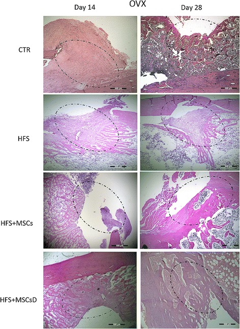 Fig. 8