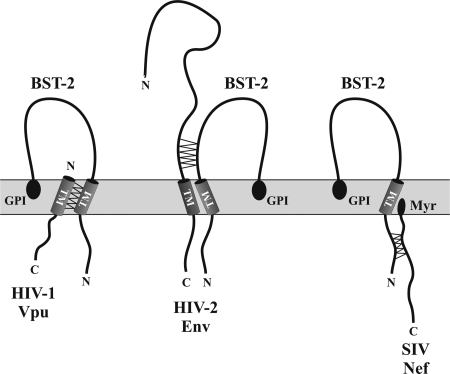 FIG. 1.