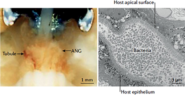 graphic file with name nihms-1719669-f0004.jpg