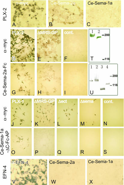 Figure 2.—