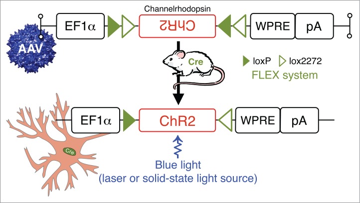 Figure 5.