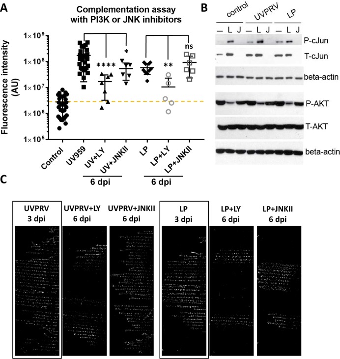 Fig 6