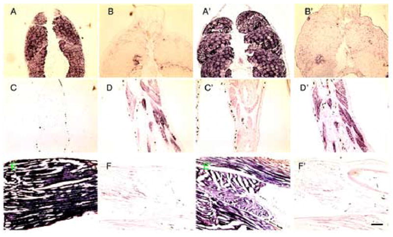 Fig. 5