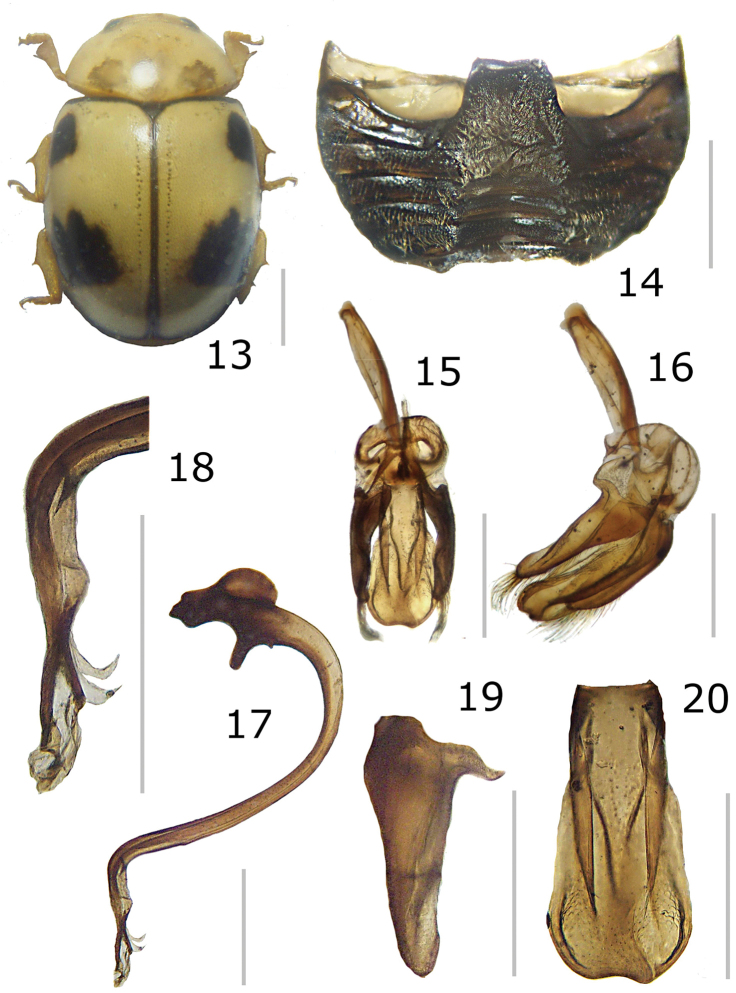 Figures 13–20.