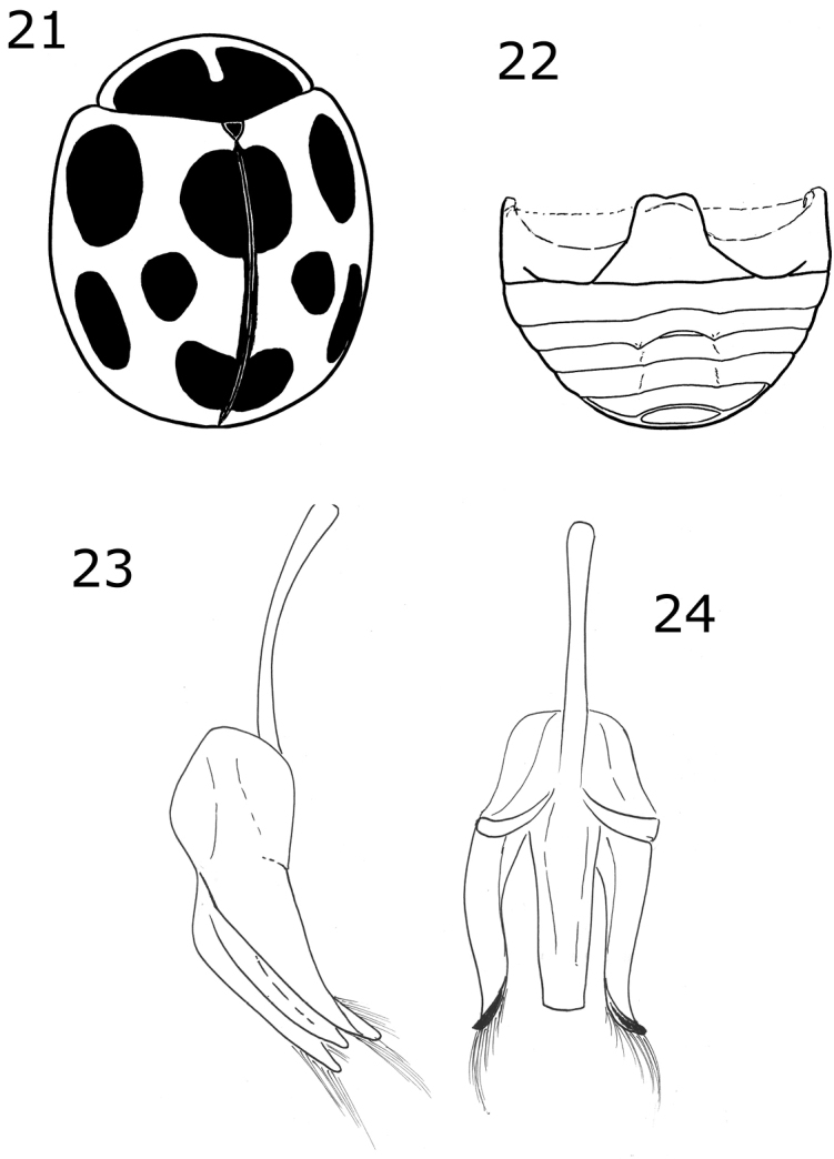 Figures 21–24.