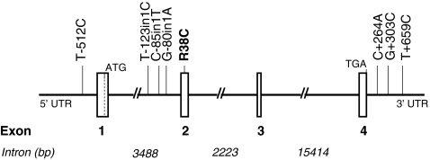 Fig. 1