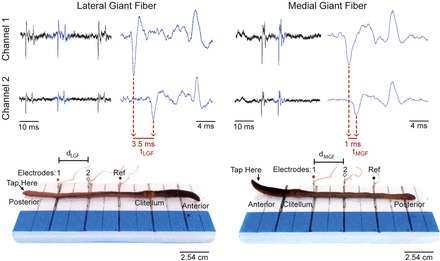 Fig. 3.