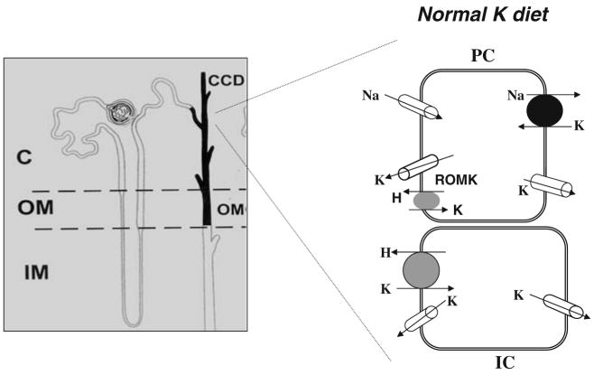 Fig. 1