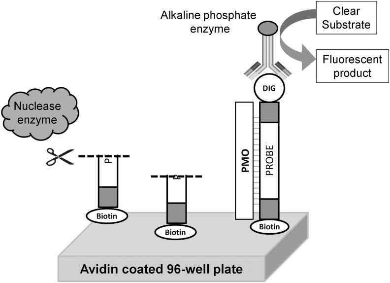 FIG. 1.