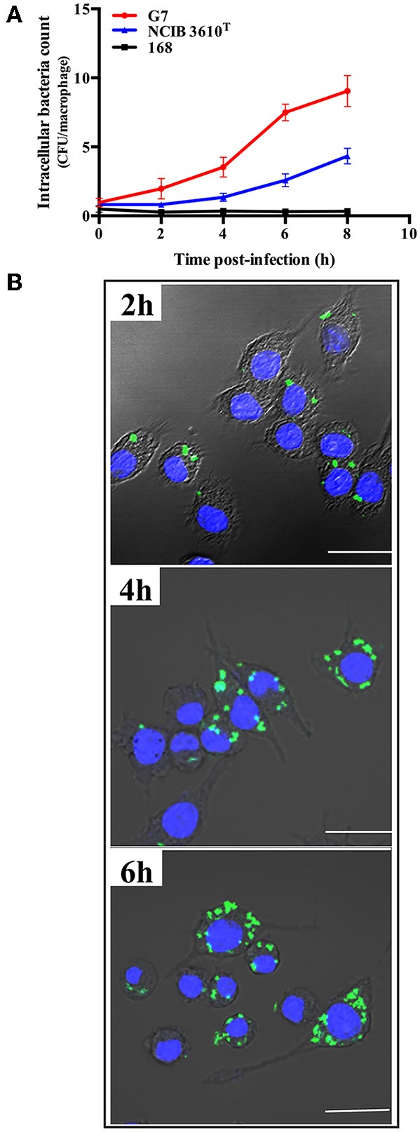 Figure 7