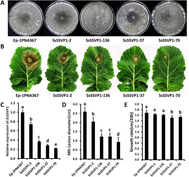 Fig 6