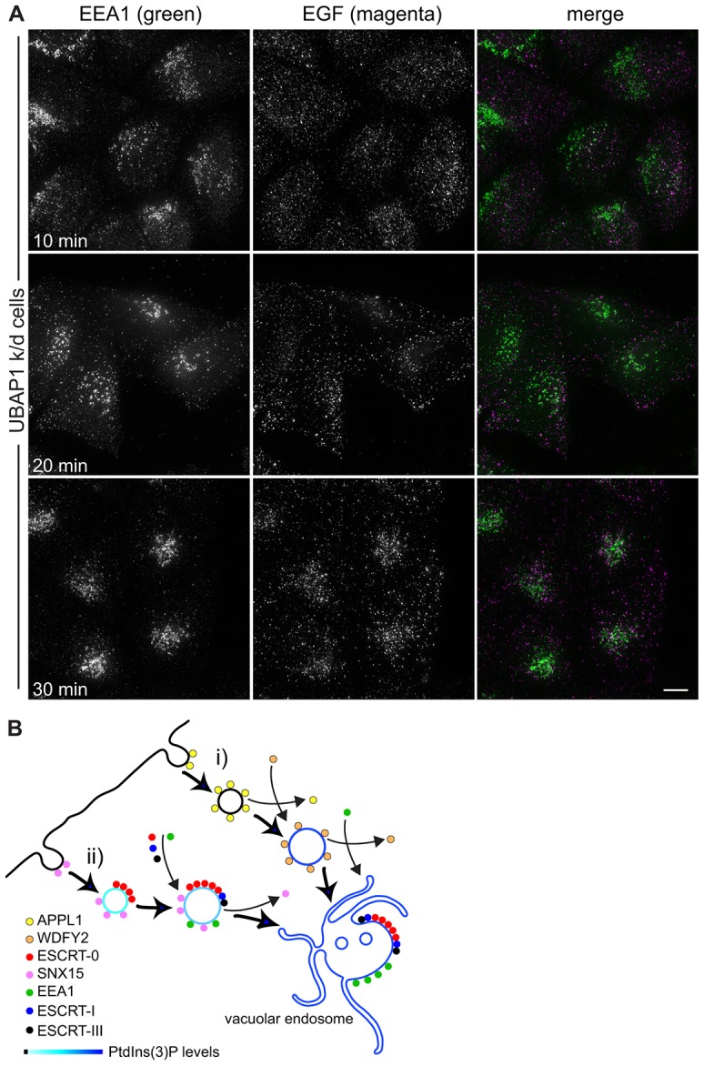 Fig. 8.