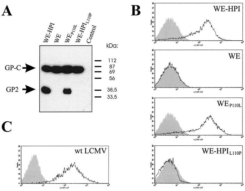 Recombinant Expression of Lymphocytic Choriomeningitis Virus Strain WE ...