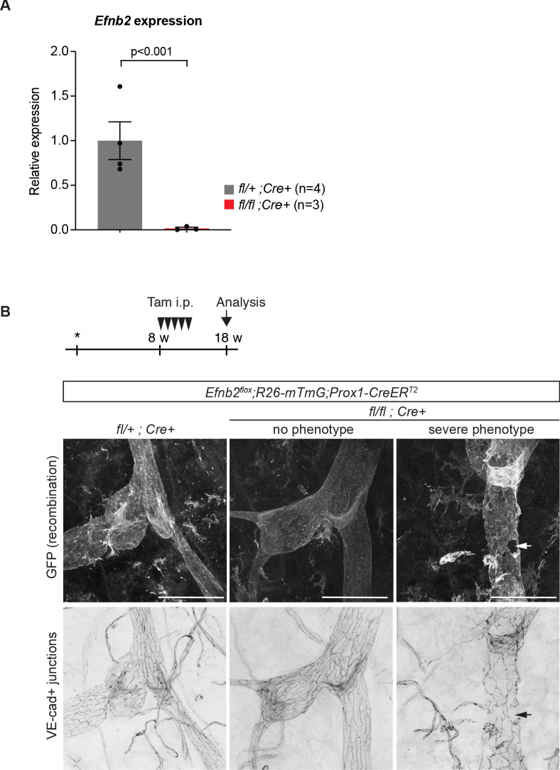 Figure 2—figure supplement 1.