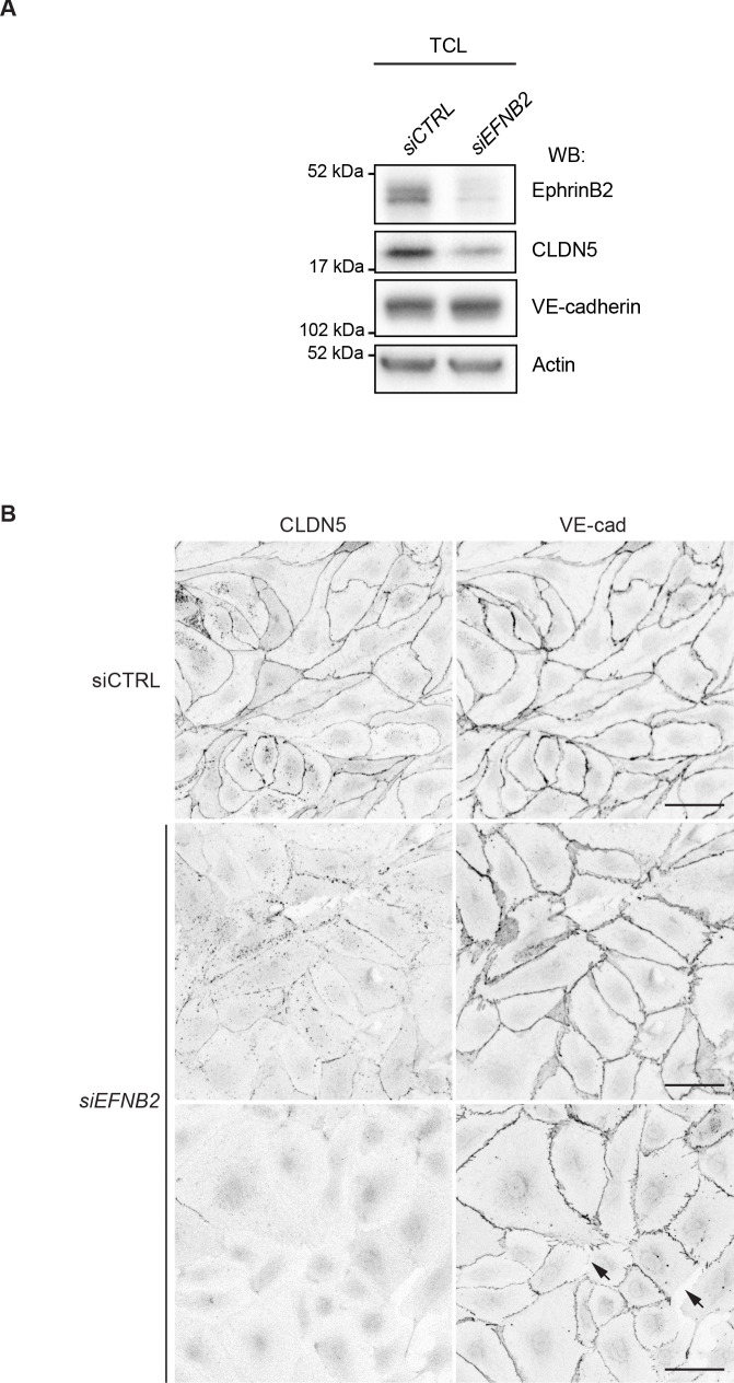 Figure 4—figure supplement 2.