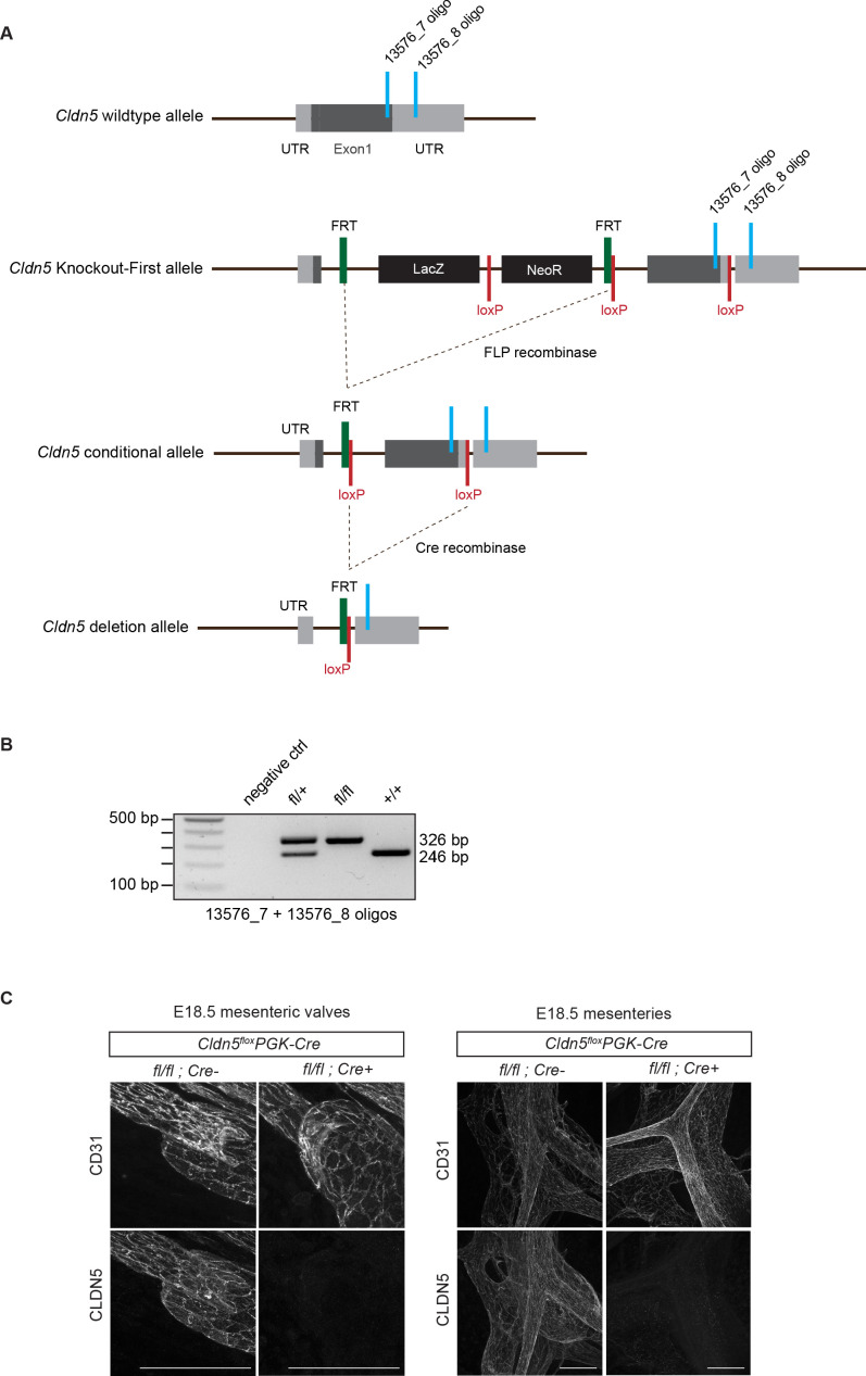 Figure 4—figure supplement 4.