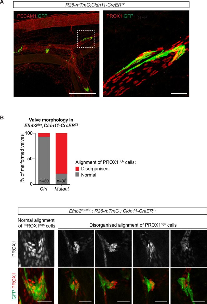 Figure 3—figure supplement 1.