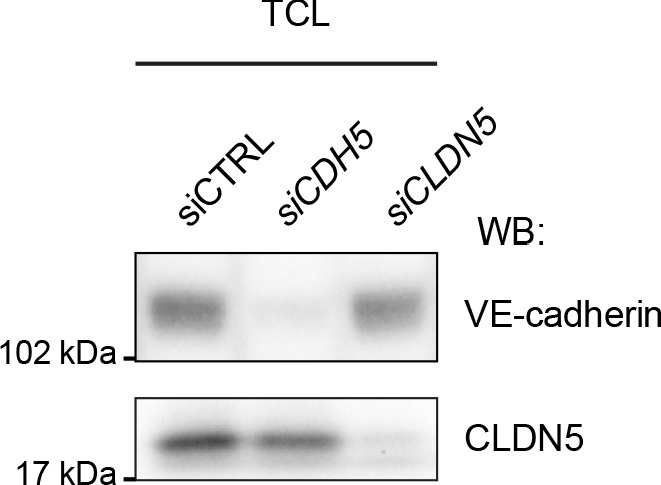 Figure 4—figure supplement 3.