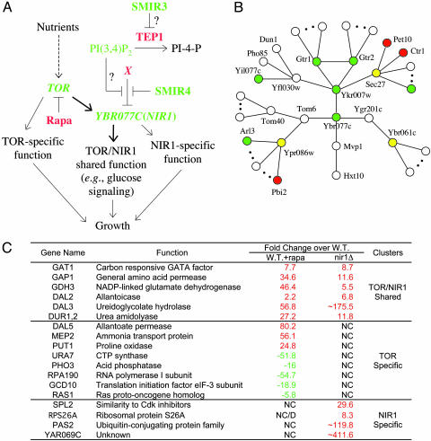 Finding new components of the target of rapamycin (TOR) signaling network through chemical genetics and proteome chips.