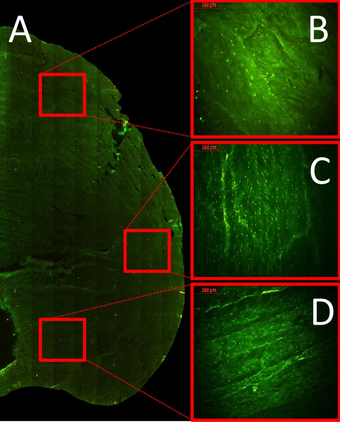 Fig 5