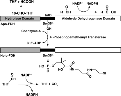 FIGURE 1.