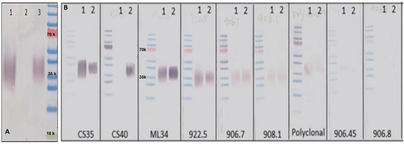 Fig. 3A: