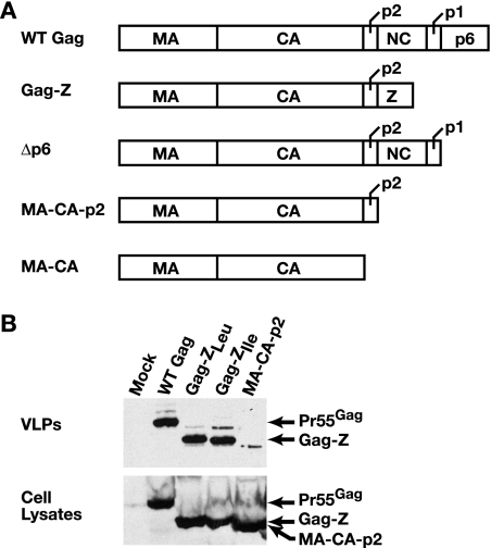 FIG. 1.