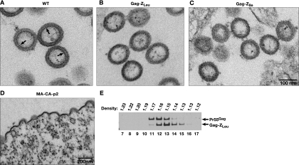 FIG. 2.