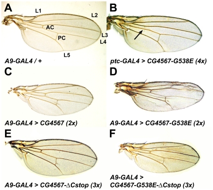 Figure 5