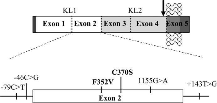 FIGURE 1.