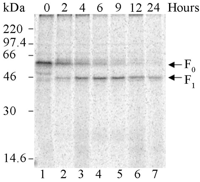 FIG. 2.