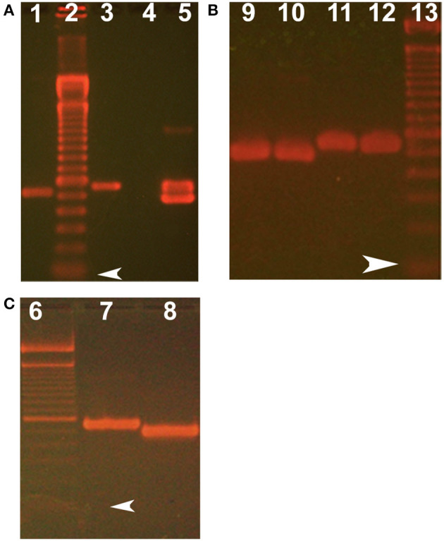 Figure 7