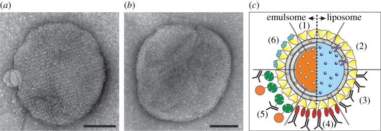 Figure 4.