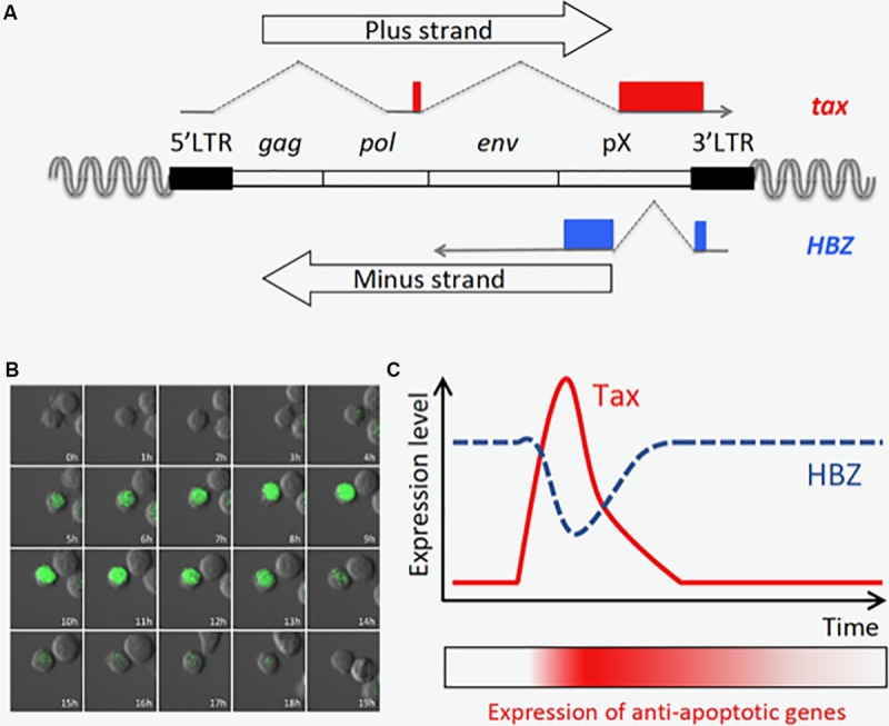 FIGURE 2